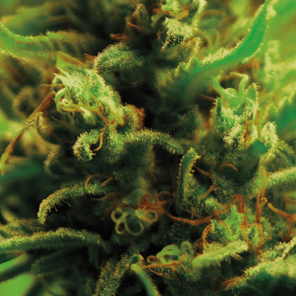 Full Bloom—Time Zones 01