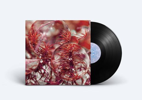 Beta Librae—Daystar 02