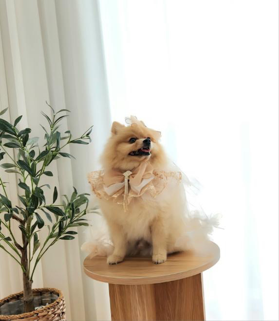 image_D21A357F-7154-4303-88CE-82518FB8DA7F_1758789748