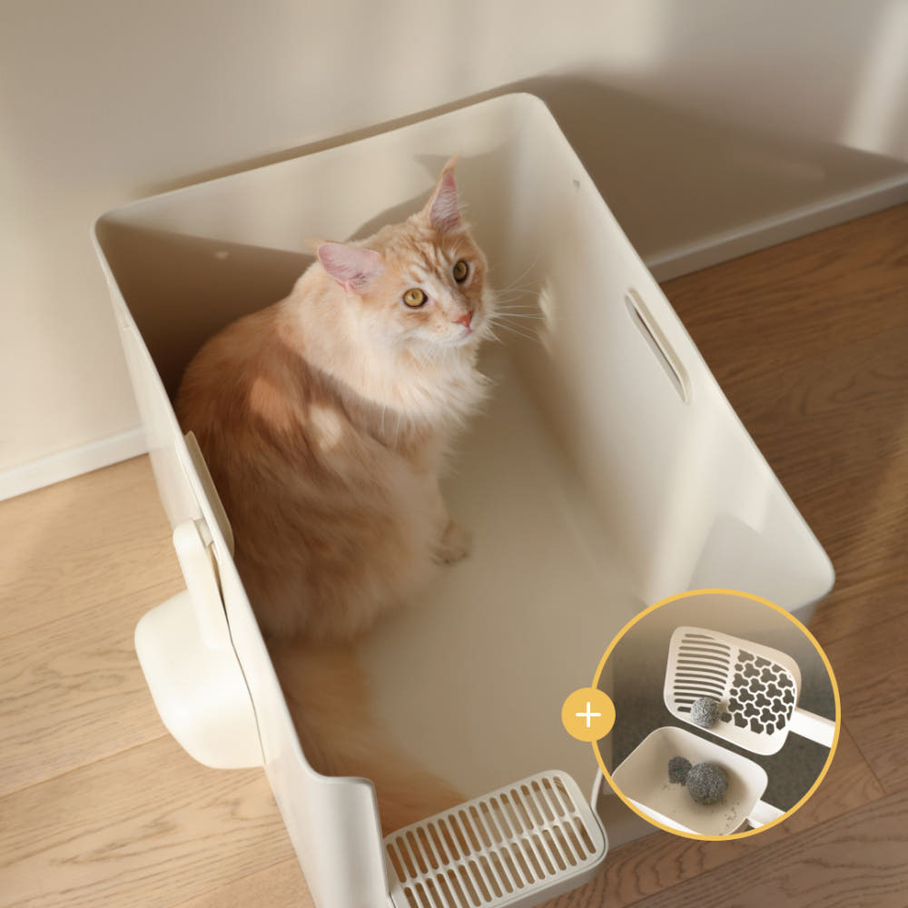 image_CD1E7D88-DEAF-4D8F-B03E-CDE3620084DB_1760602900