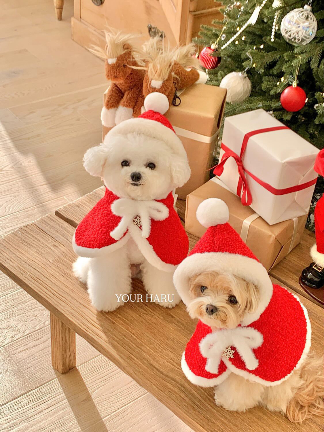 image_240D5569-824A-43C3-B0E3-BA200960EE97_1763087033