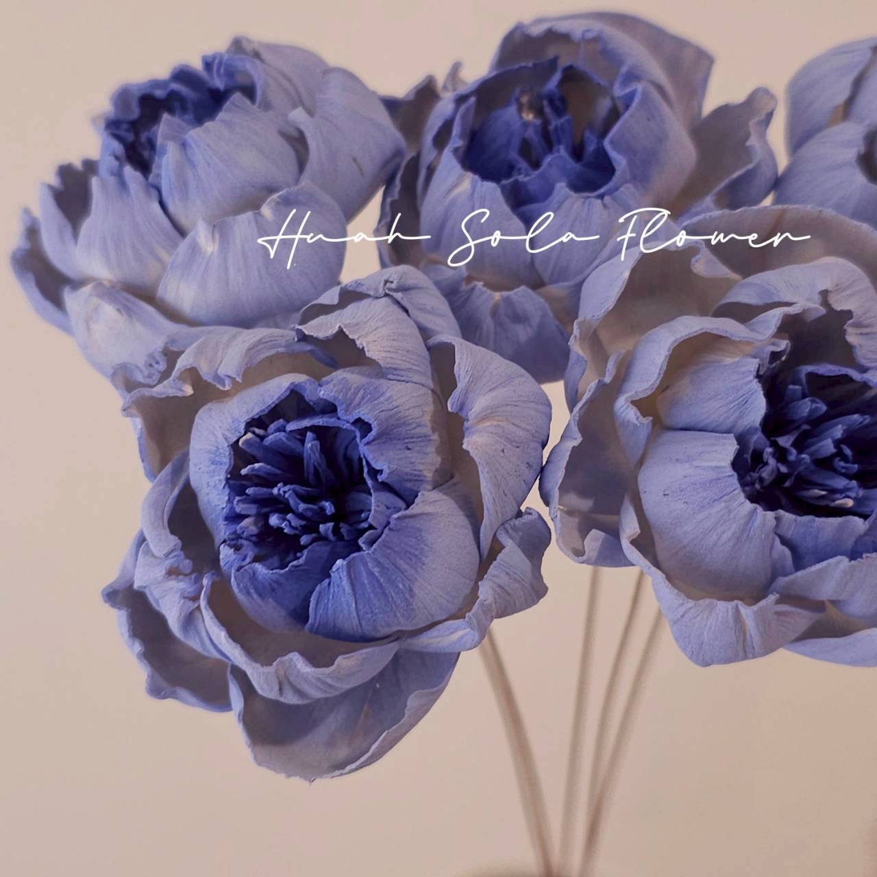 藍色 牧丹花 噴染 索拉花 乾燥花 批發 婚禮 花束 DIY 材料