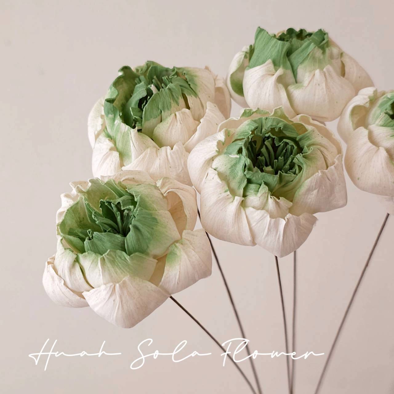 綠色 牧丹花 噴染 索拉花 乾燥花 批發 婚禮 花束 DIY 材料