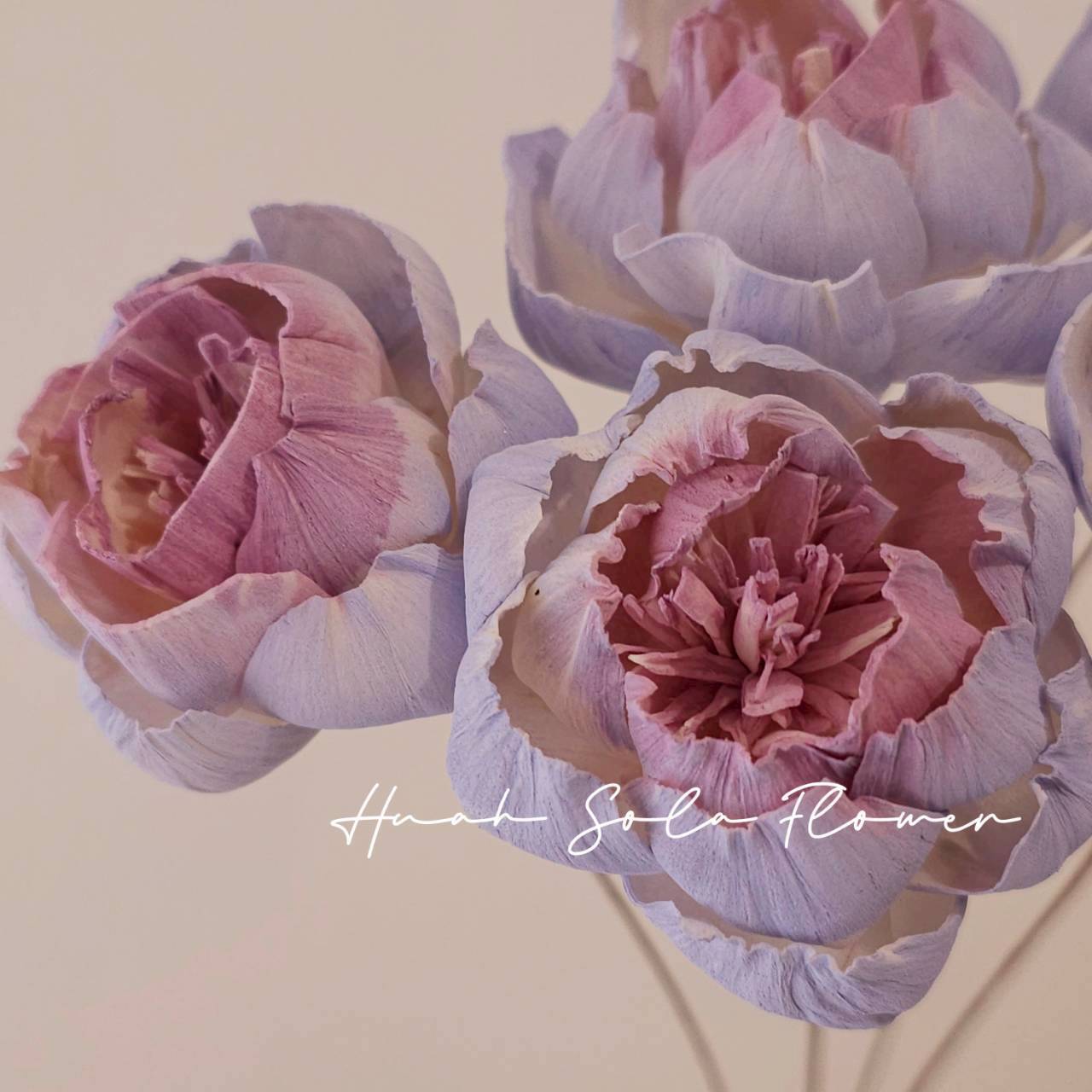 撞色 牧丹花 噴染 索拉花 乾燥花 批發 婚禮 花束 DIY 材料