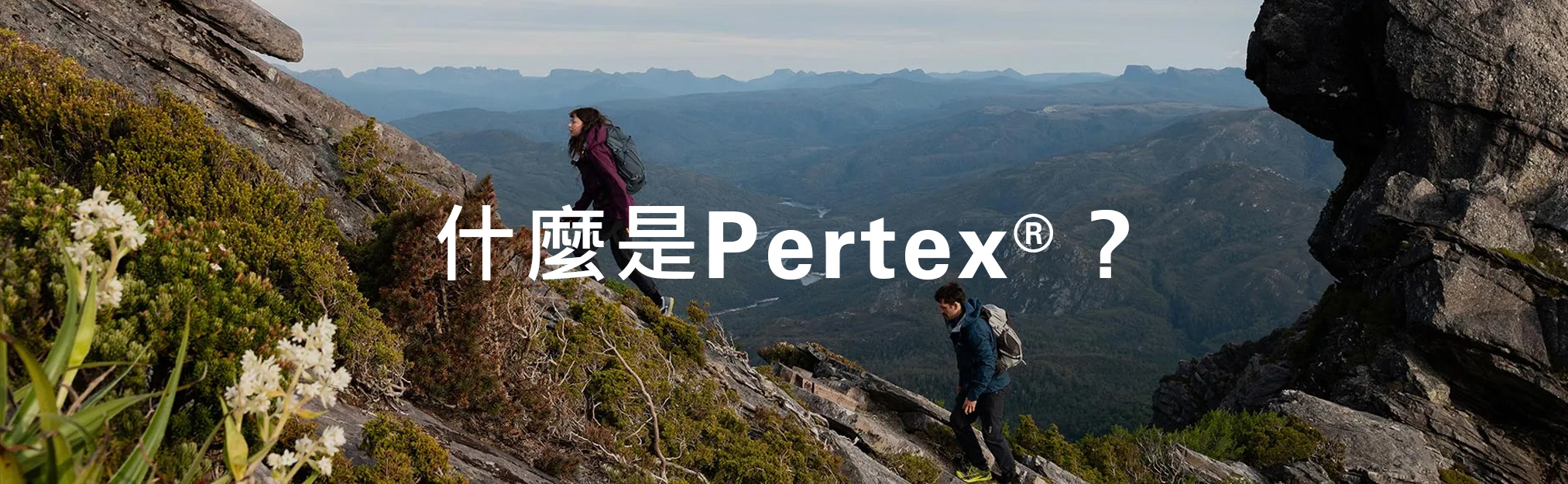 什麼是Pertex