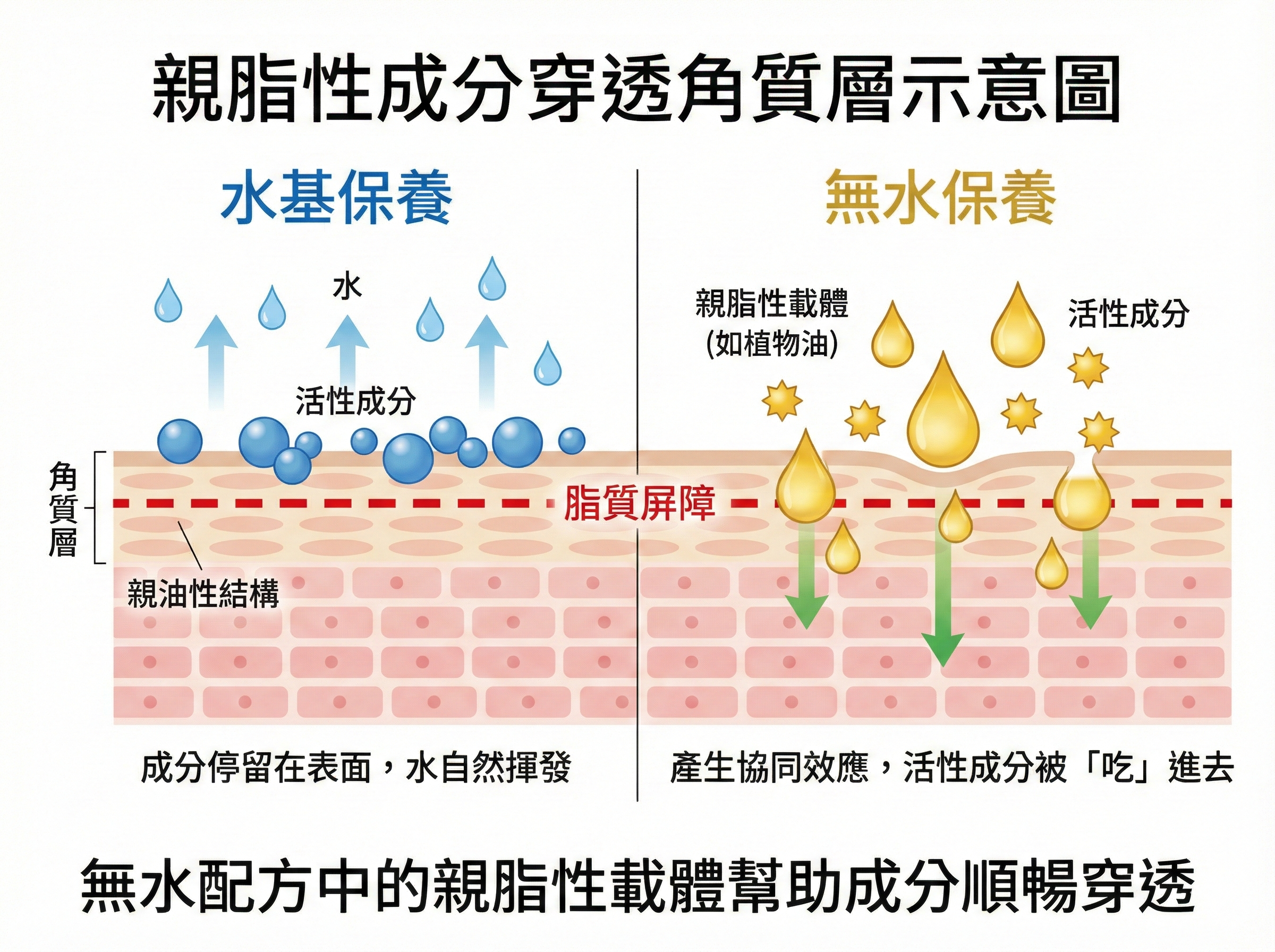 圖片:親脂性載體滲透皮膚示意圖