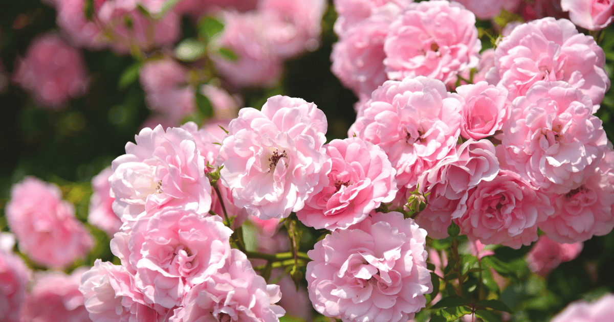 SoulKind的Real洗沐系列使用有機玫瑰純露取代水作為基底