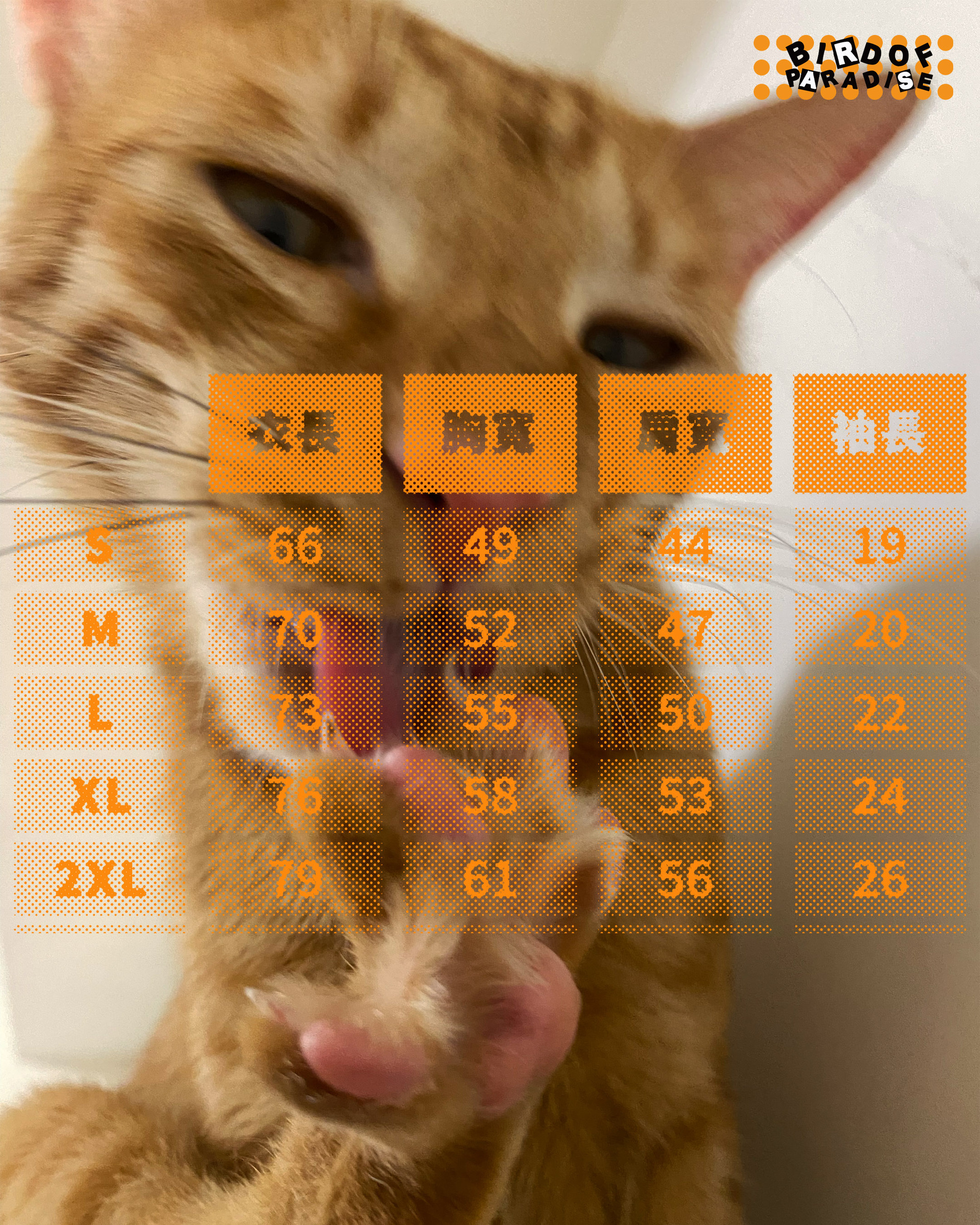 貓ig9