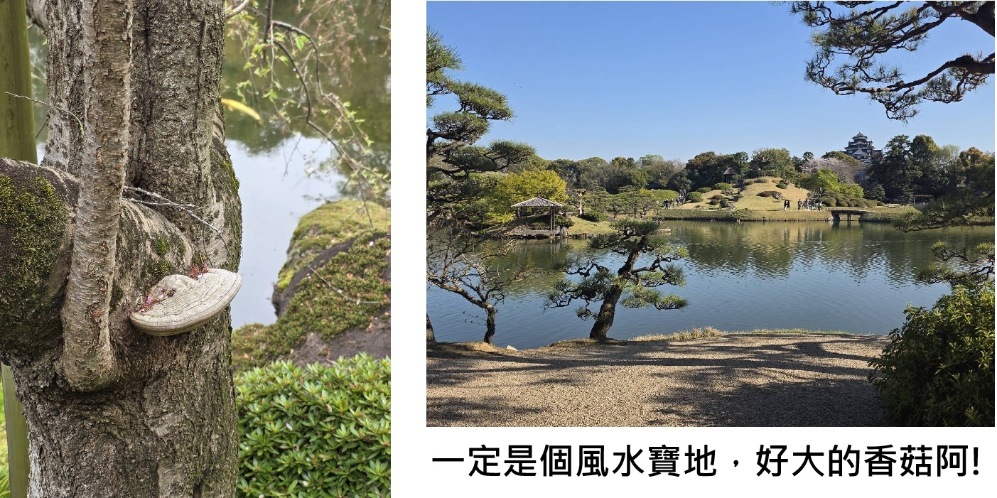 大香菇