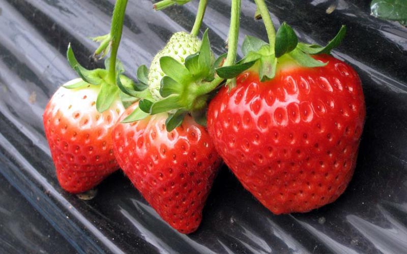 0429b2f07956fa8a72a08df3c84d2be1