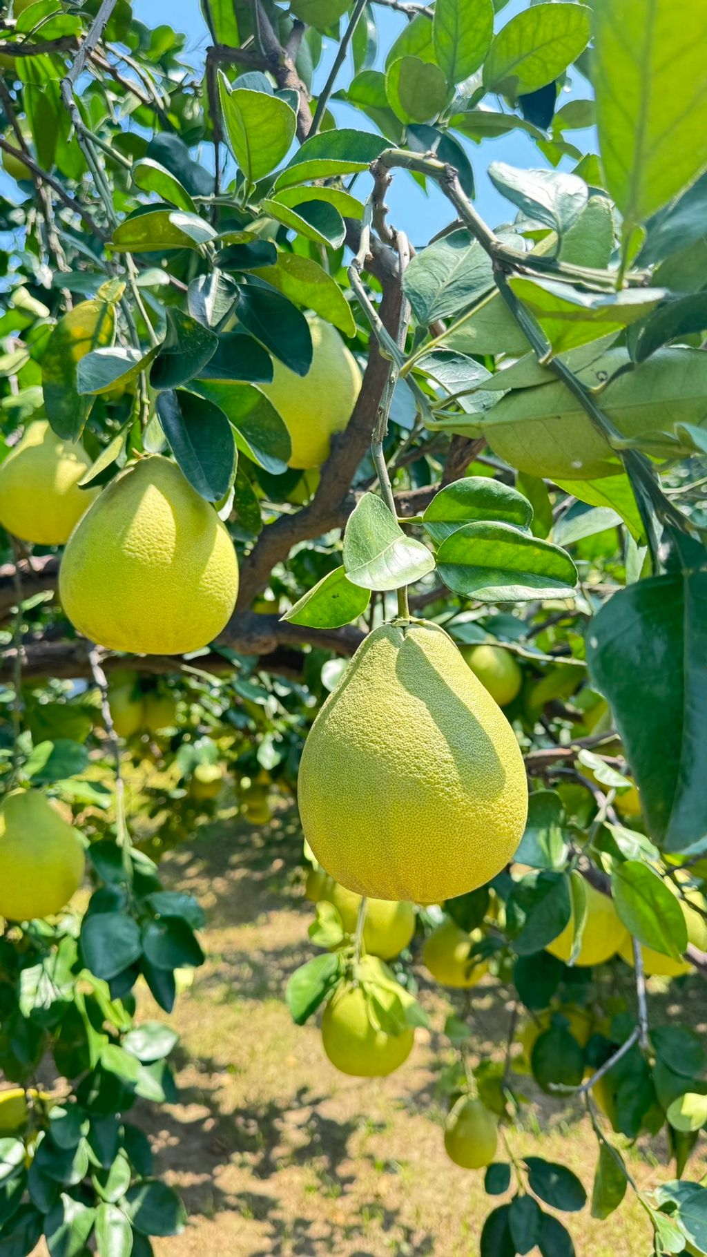 S__85917727