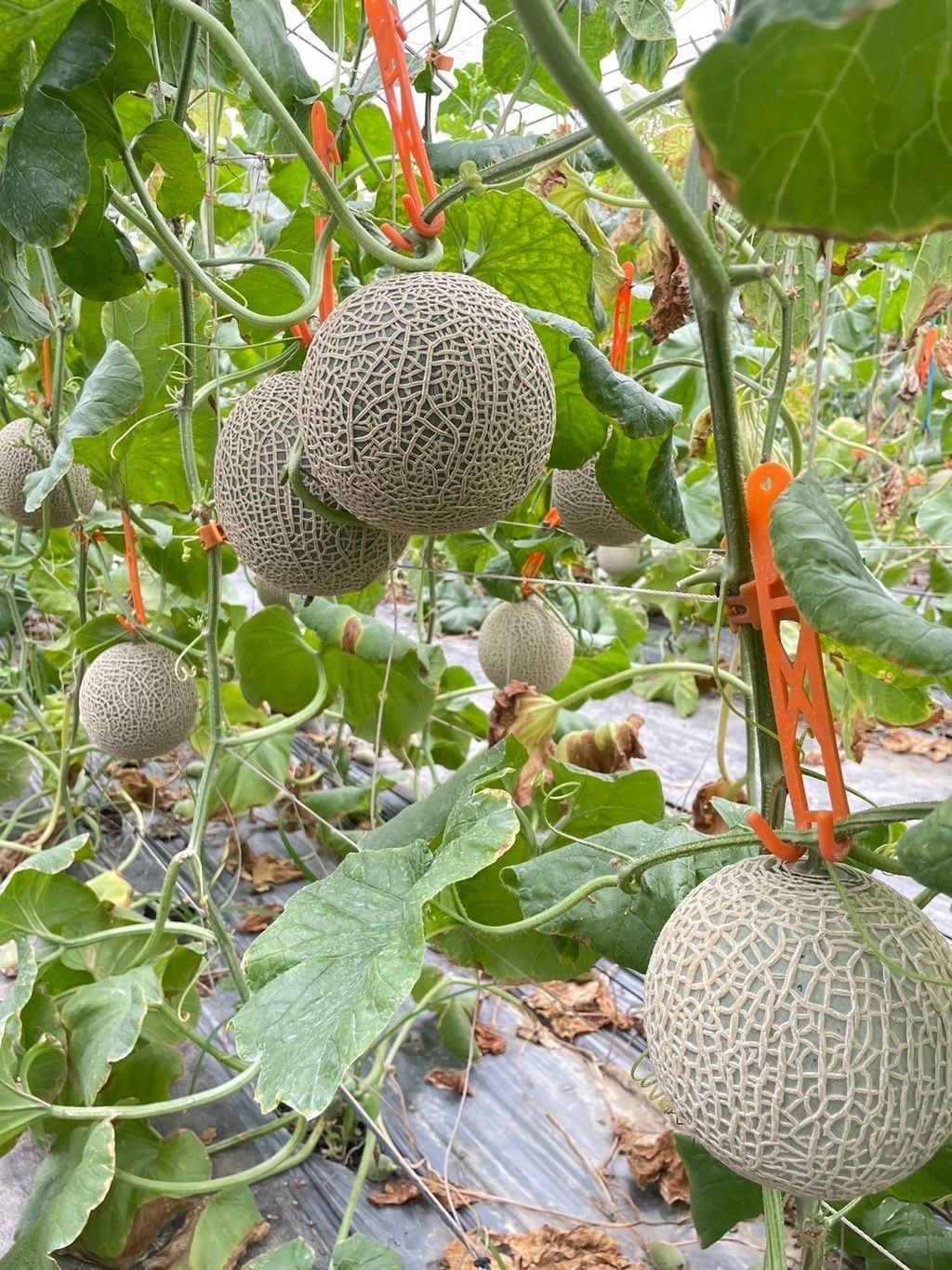 40170FA8-2E44-4CCE-B381-622AF3889BD5