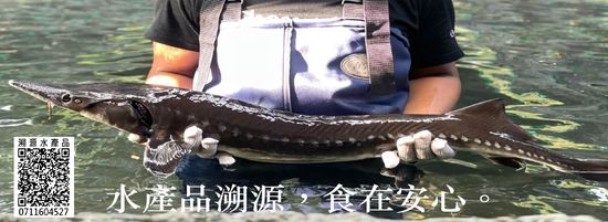  | 鱘龍谷