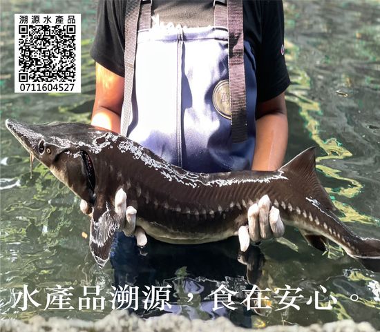  | 鱘龍谷