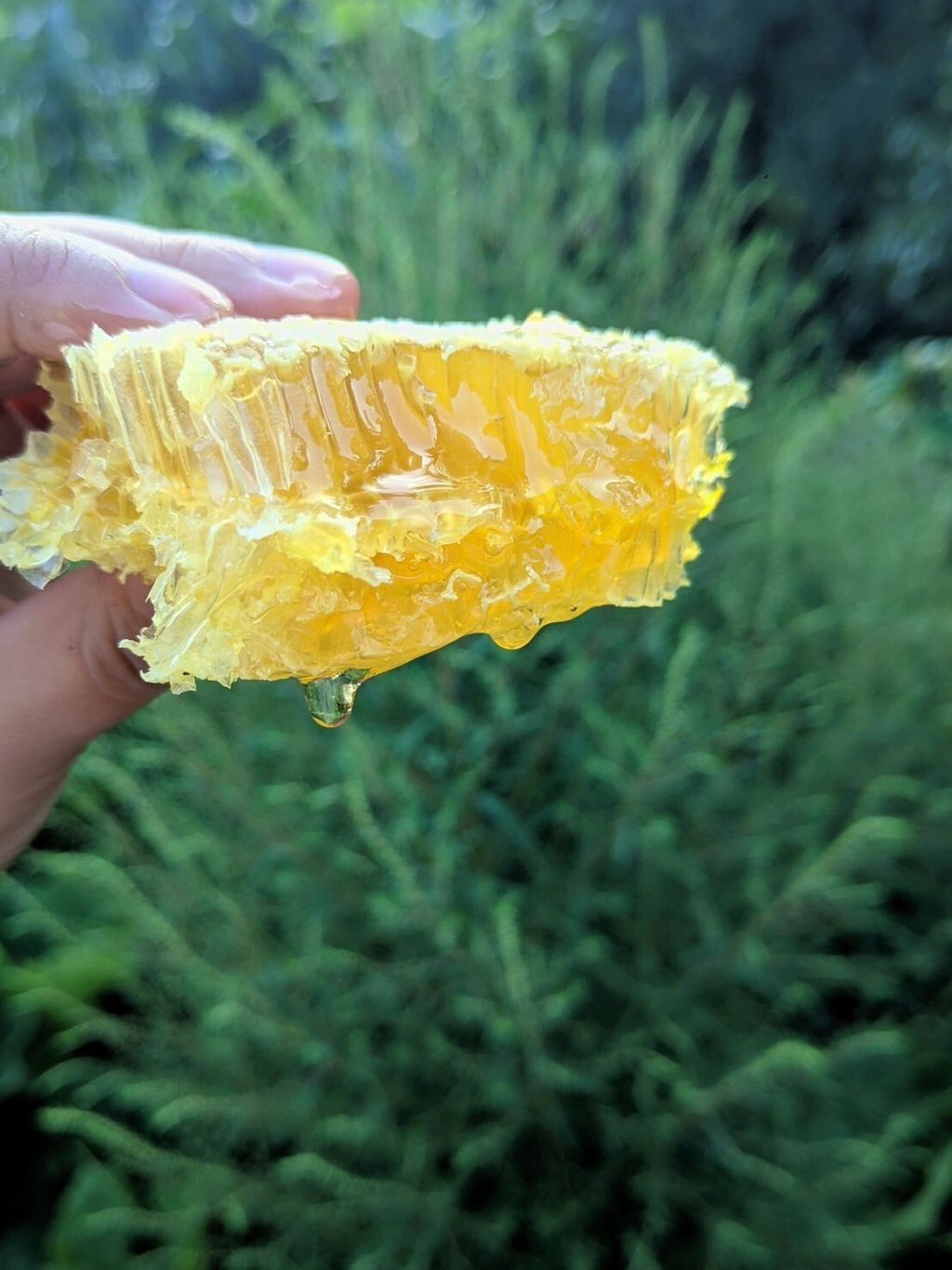 LINE_ALBUM_養蜂🐝趣_250320_8