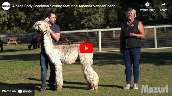 Mazuri瑪滋力小教室：阿曼達范登博斯 (Amanda VandenBosch) 為羊駝身體狀況評分