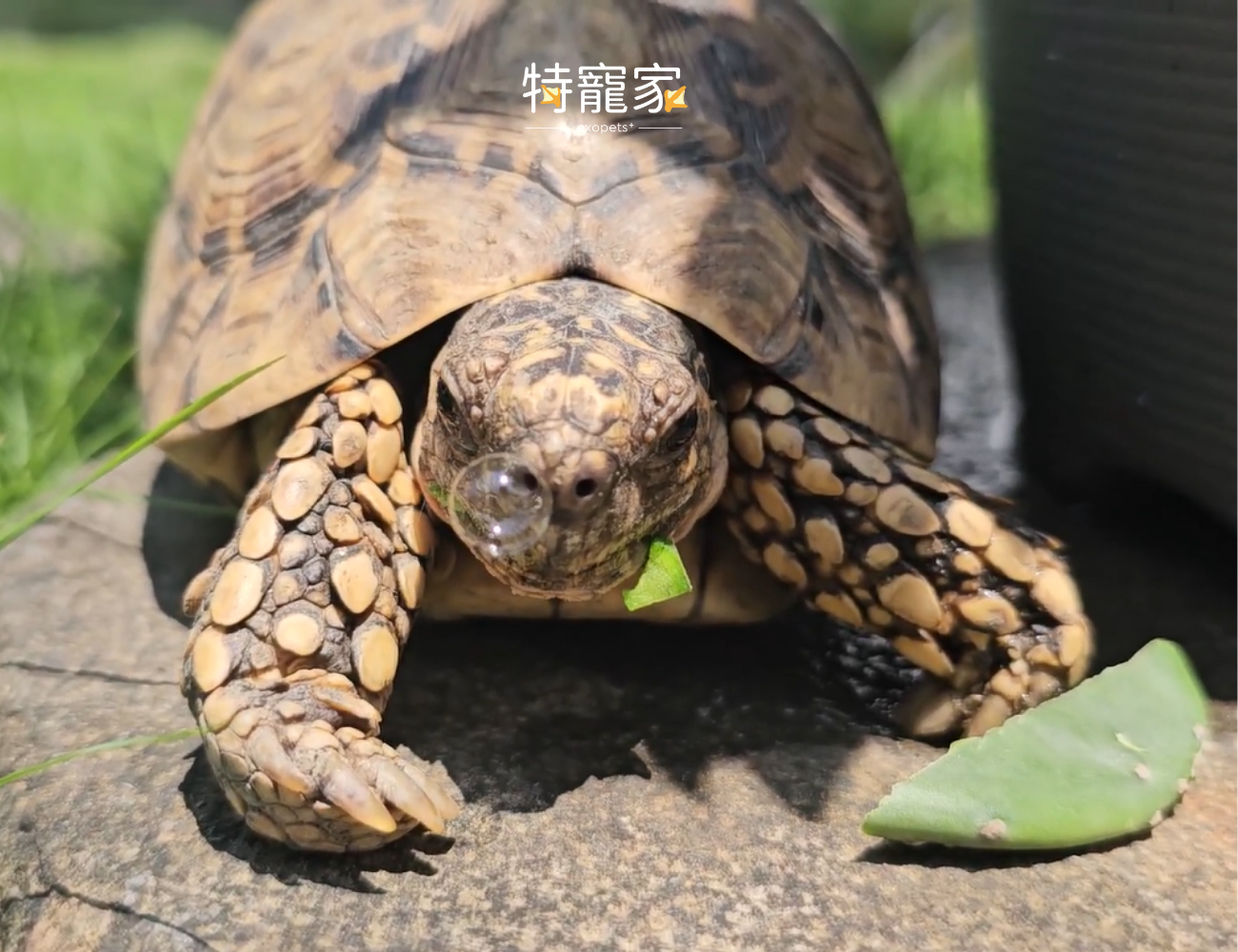 tortoise-summer-care2