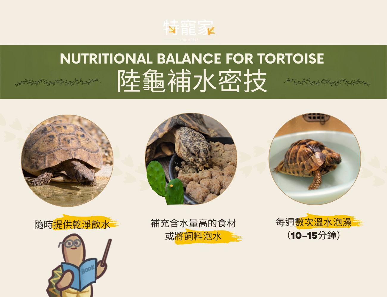 tortoise-summer-care3