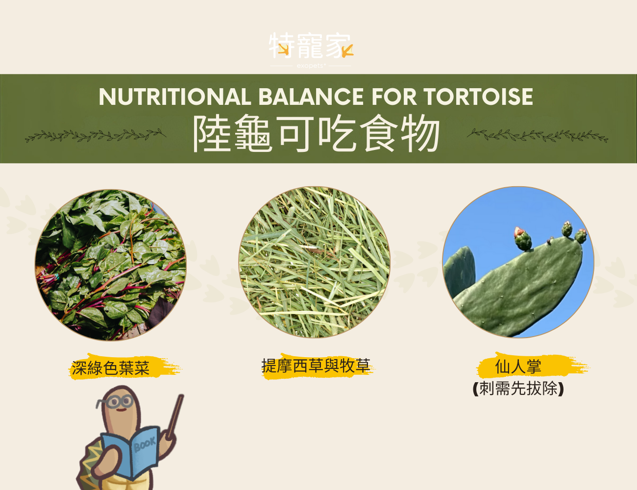 tortoise-summer-care6