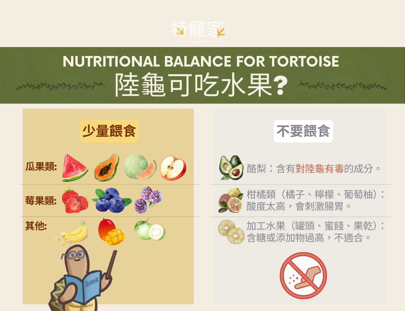 tortoise-summer-care7