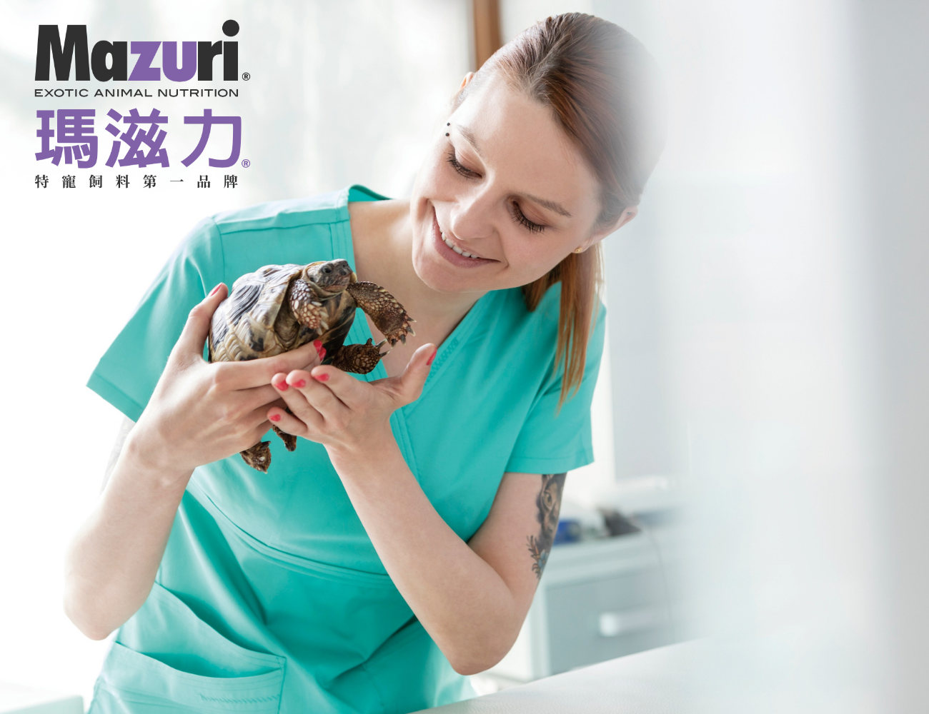 tortoise-summer-care12