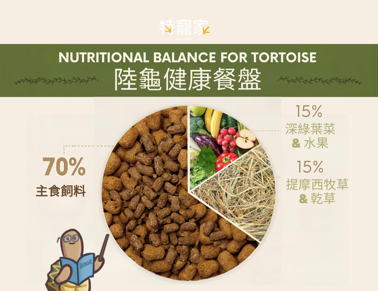 tortoise-summer-care4