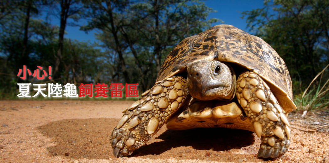 陸龜夏天照護全攻略
