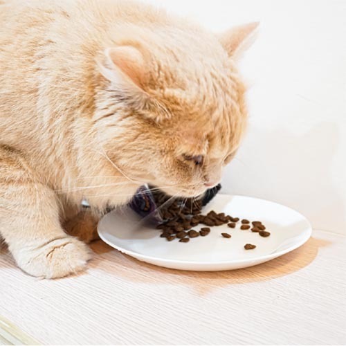 ecprod_8631_4829558_18302