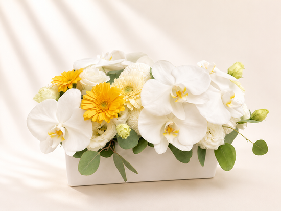 包月盆花 | Kingflower