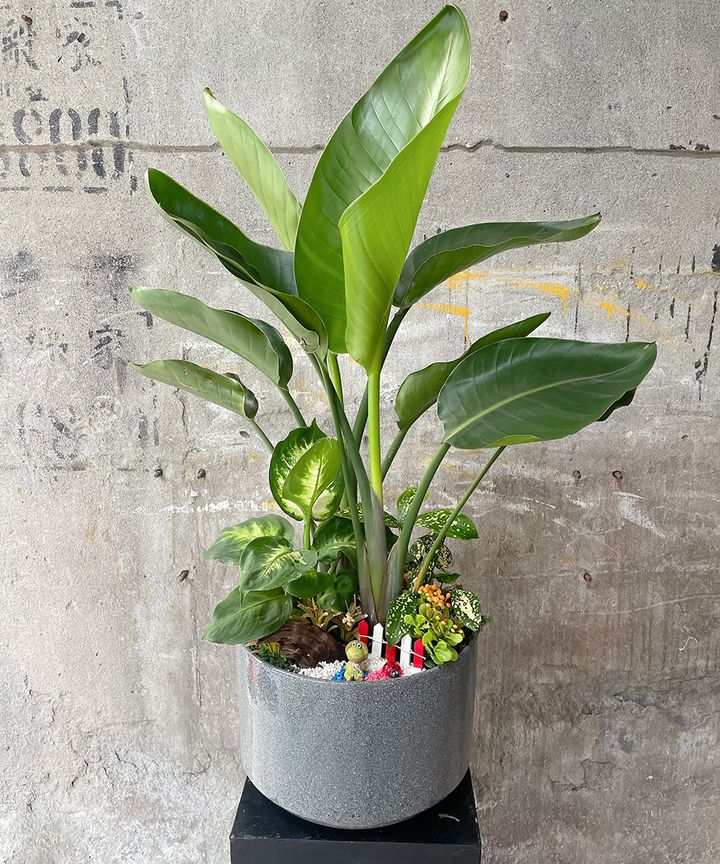 天堂鳥W35xH70