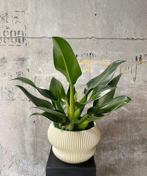 泡泡曼綠龍W55xH65