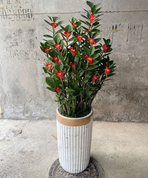 金錢樹白W40xH125