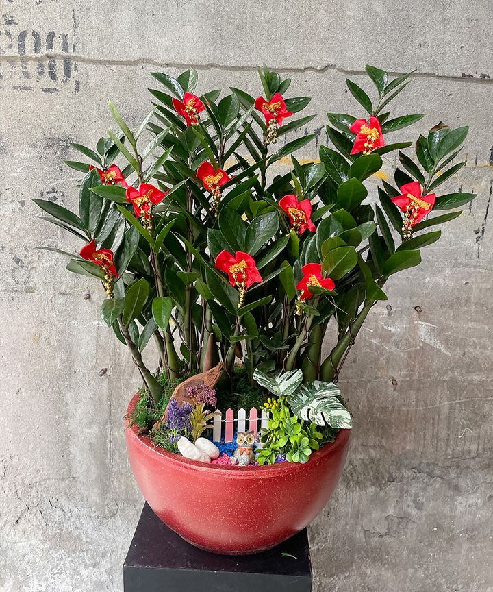 金錢樹W30xH60