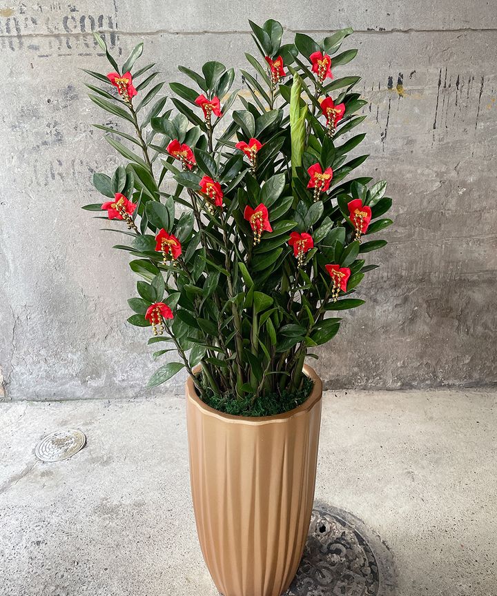 金錢樹W40xH125