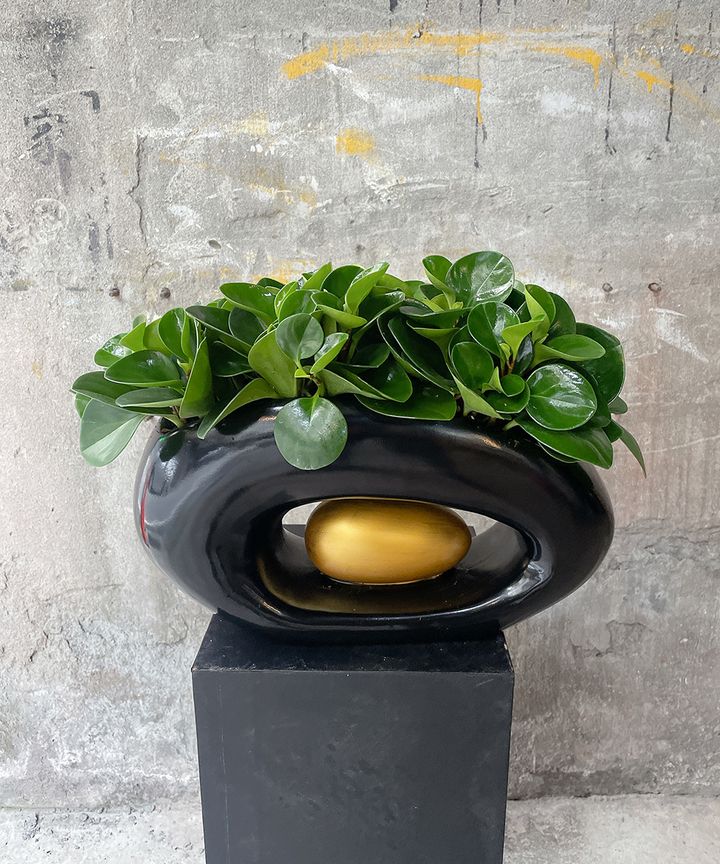 圓葉椒草W40xH30