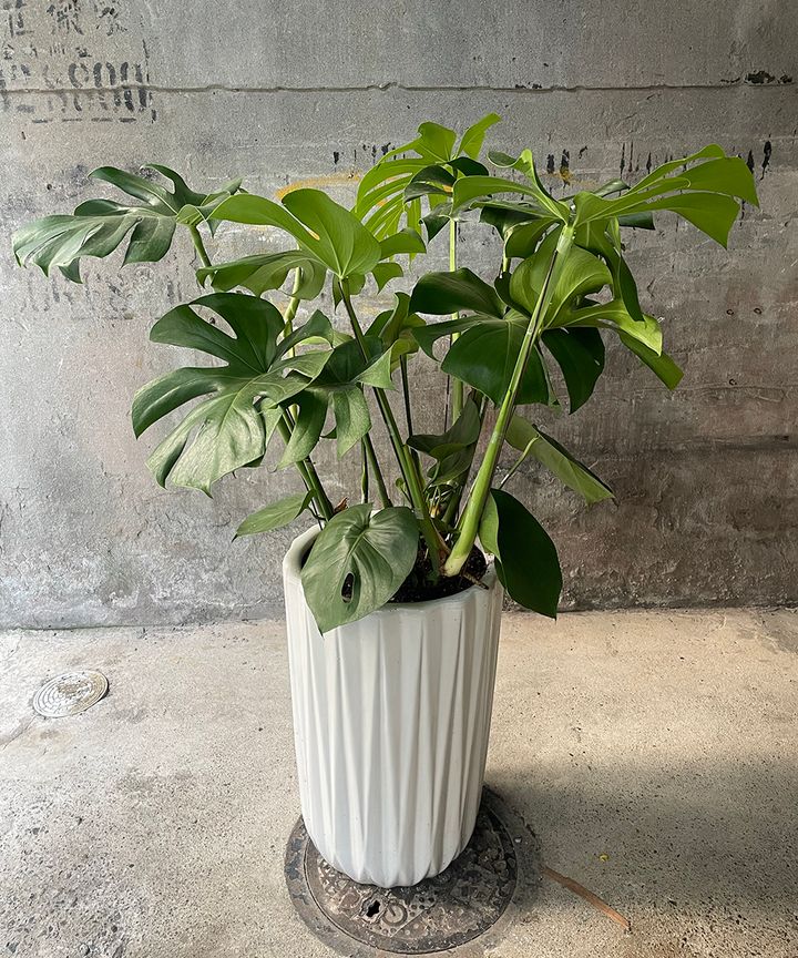 龜背芋W80H120
