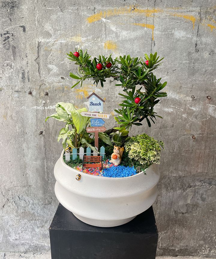 羅漢松W25xH40