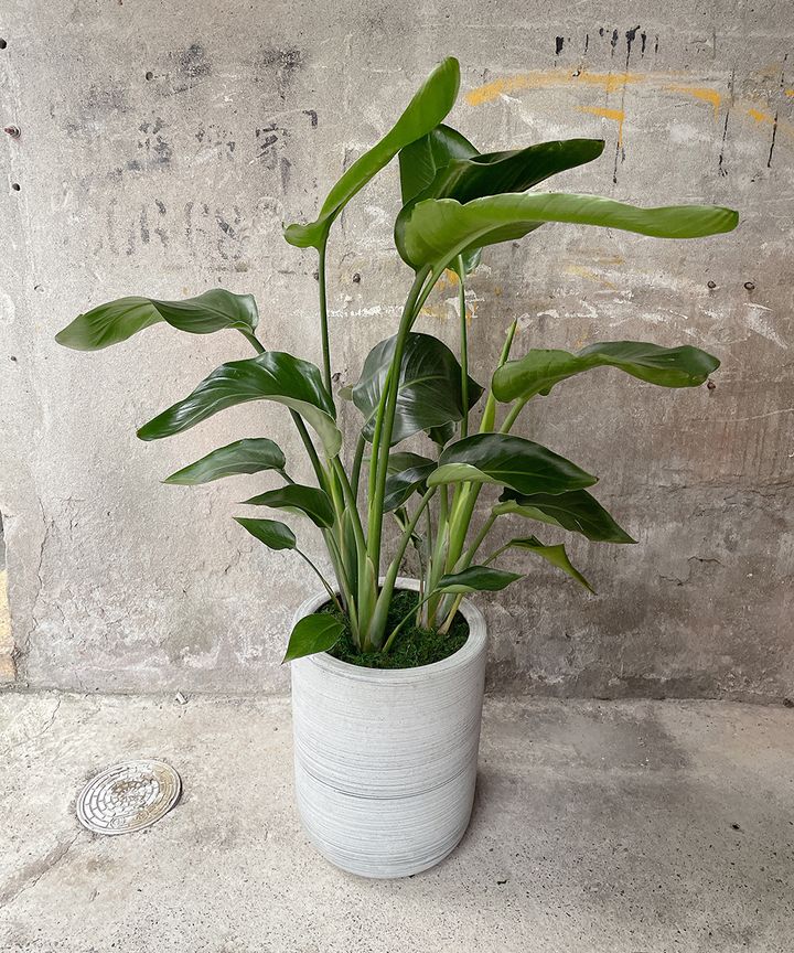  天堂鳥3000 W60xH110