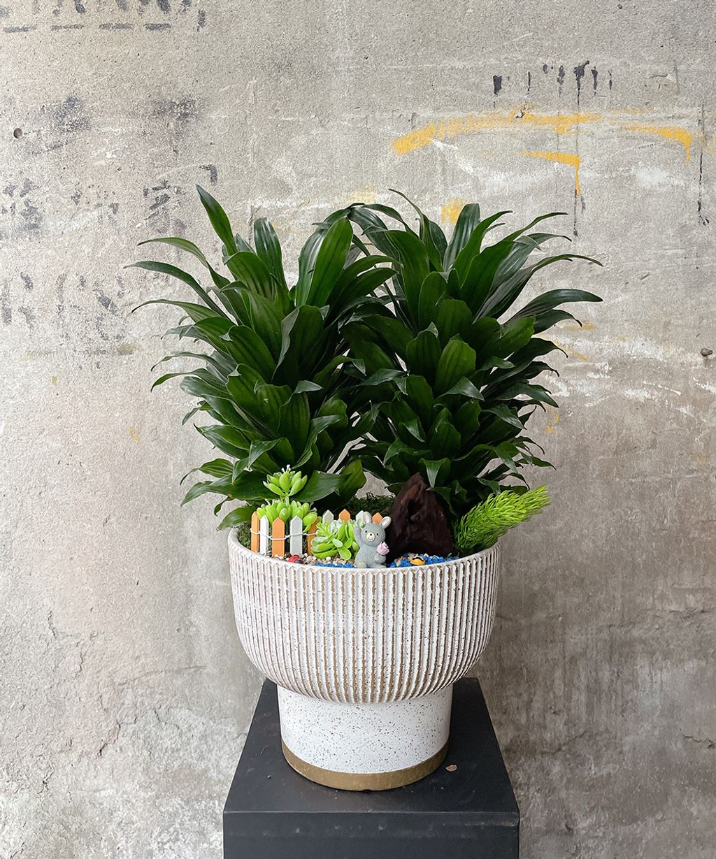 2000阿波羅W30xH50