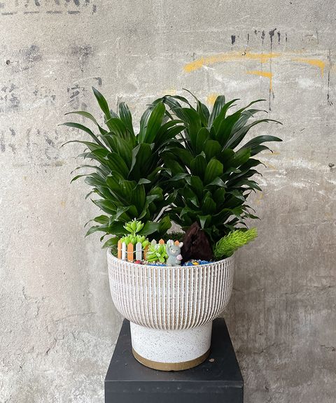 2000阿波羅W30xH50