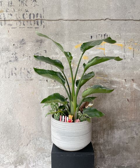 天堂鳥2500 W40xH70