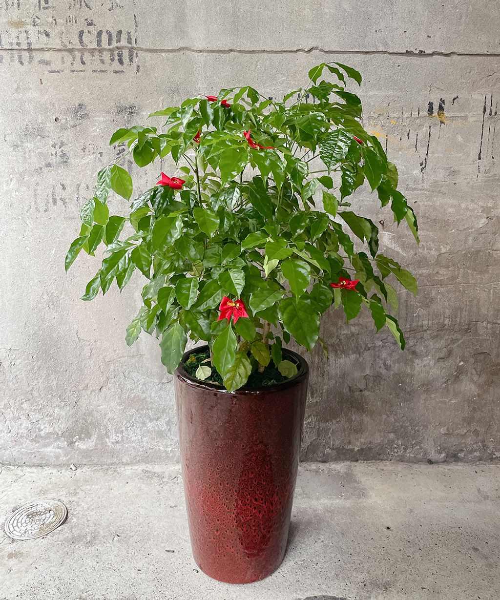 旺旺樹 2200 W60xH120