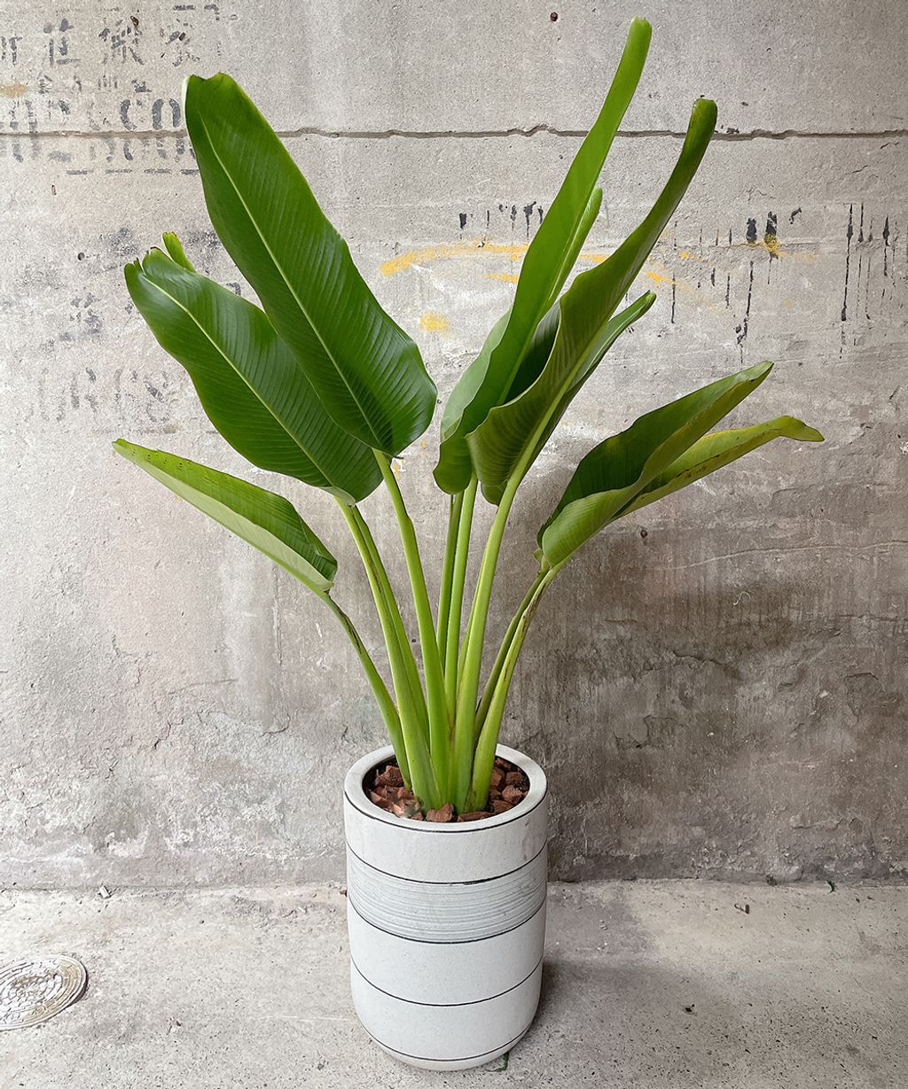 旅人蕉 3000 W60xH130