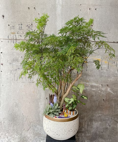 富貴樹 3000 W70xH100