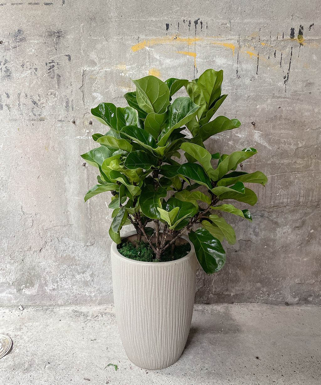 琴葉榕 3000 W50xH110