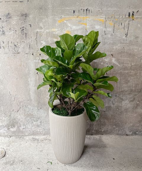 琴葉榕 3000 W50xH110