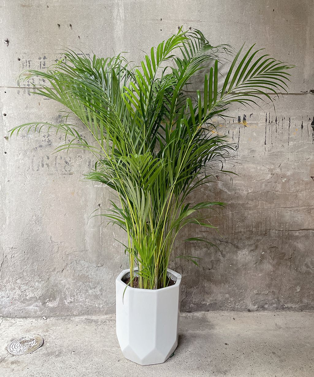 椰子樹2500 W70xH150