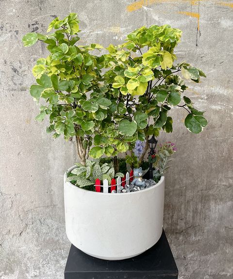 福祿桐2000 W30xH55