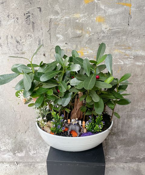 龍吐珠2200 W40xH40