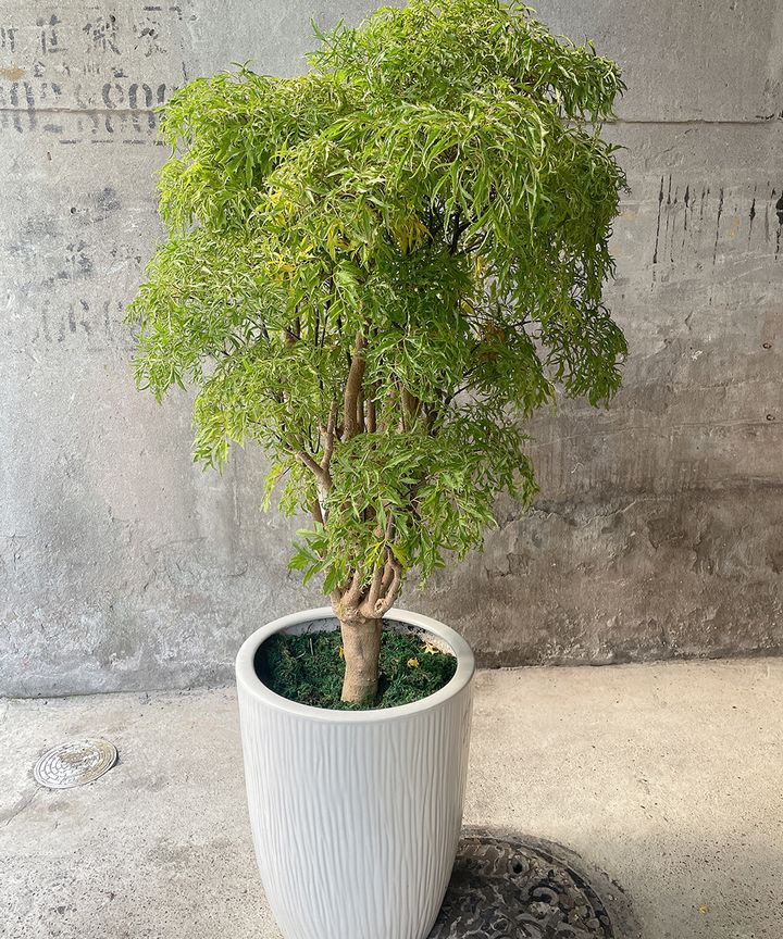 富貴樹W60xH140cm
